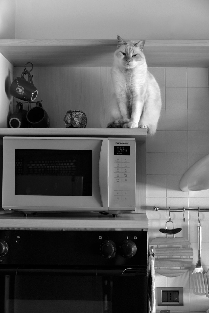 Fast Service pexels-serena-koi-4367289 Unmistakable Signs It’s Time to Replace Your Microwave Blog   